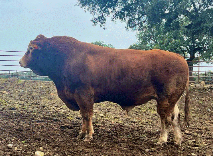 pollux-principal -semental-gran-dorsal-mucha-leche